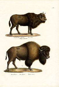 オーロックス、1824 作： Karl Joseph Brodtmann